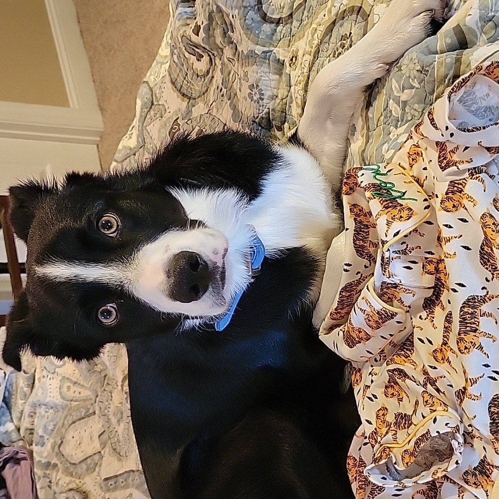 Dog jammies
